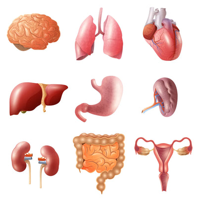 Organ & Gland Support