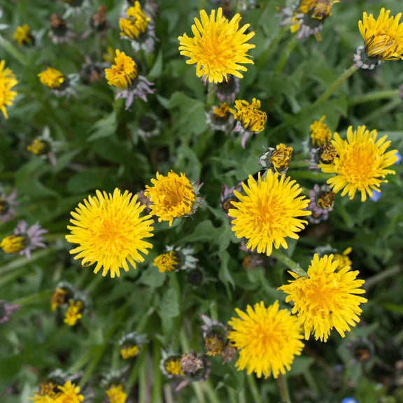 Dandelion Tincture