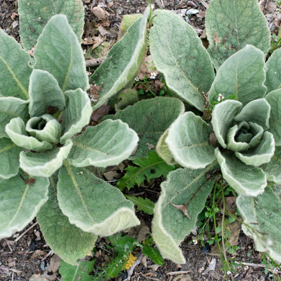 Mullein Tincture