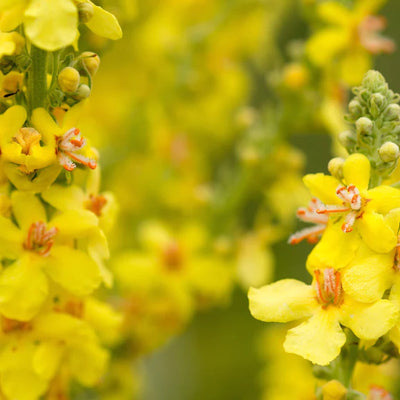 Mullein Tincture