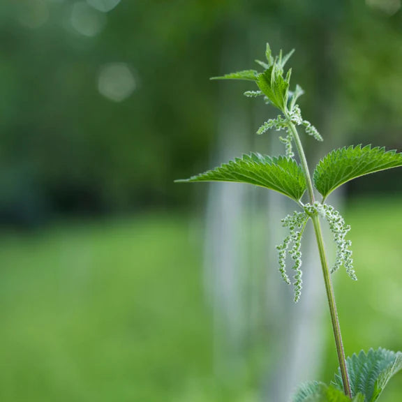 Stinging Nettle