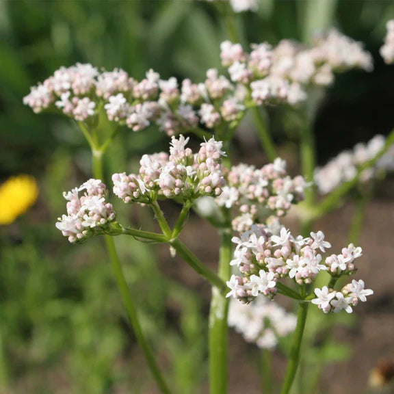 Valerian Tincture