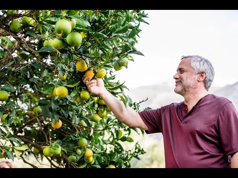 Liokareas Rx High Polyphenol Olive Oil