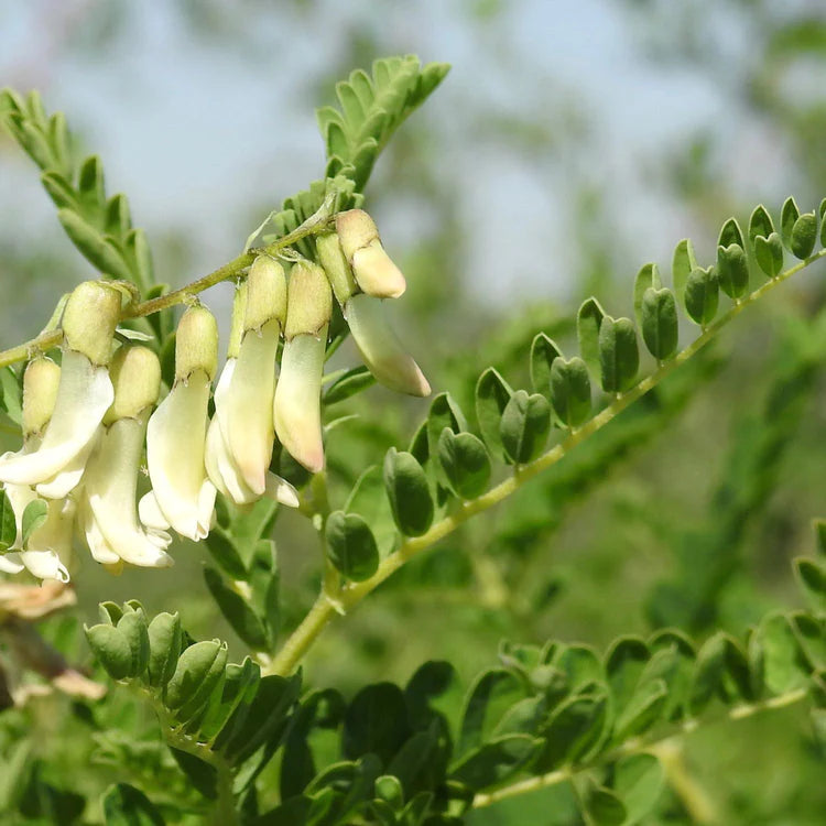 Astragalus