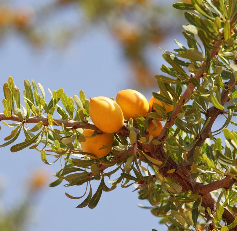 Argan Oil ~ Raw